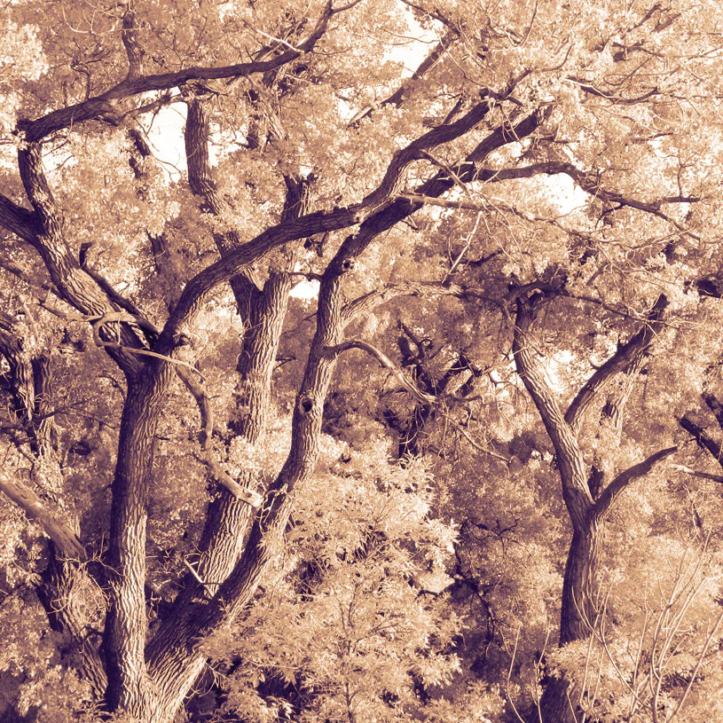 COTTONWOODS
