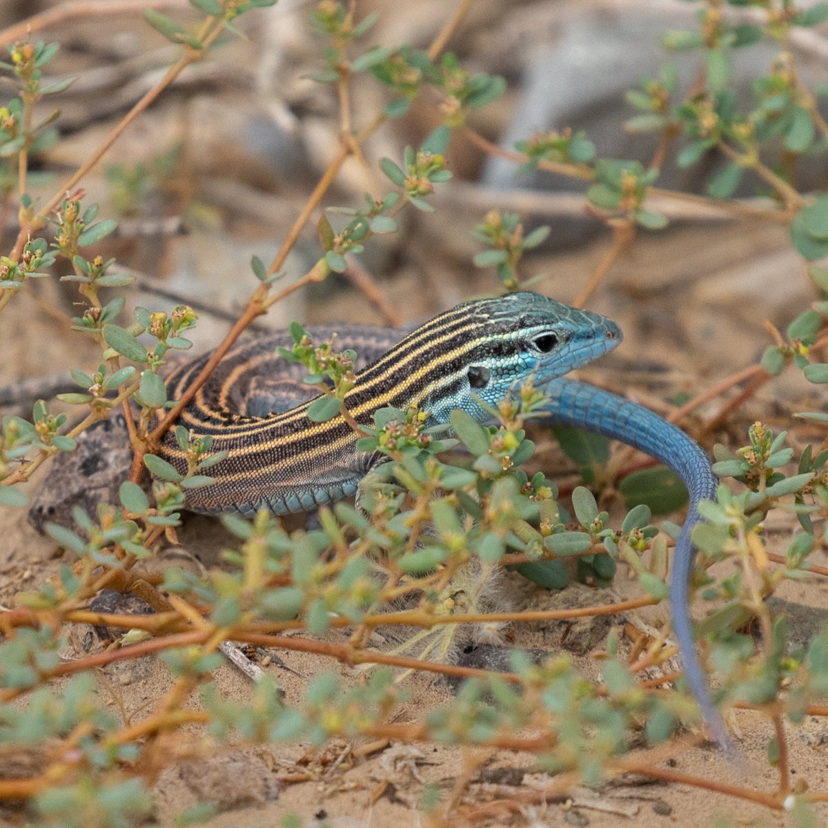 Whiptail