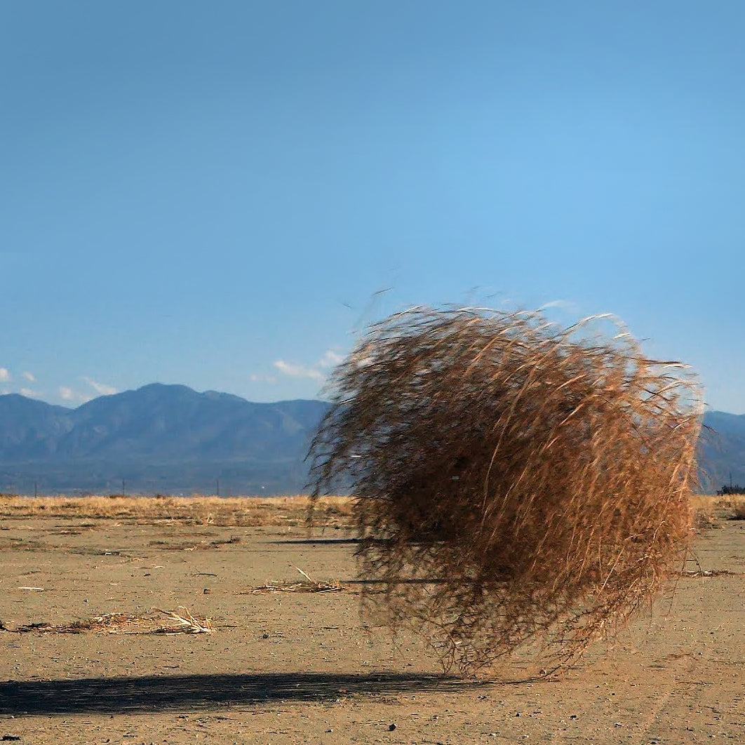 TUMBLEWEED
