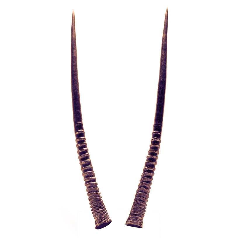 Oryx Horns Long Earrings