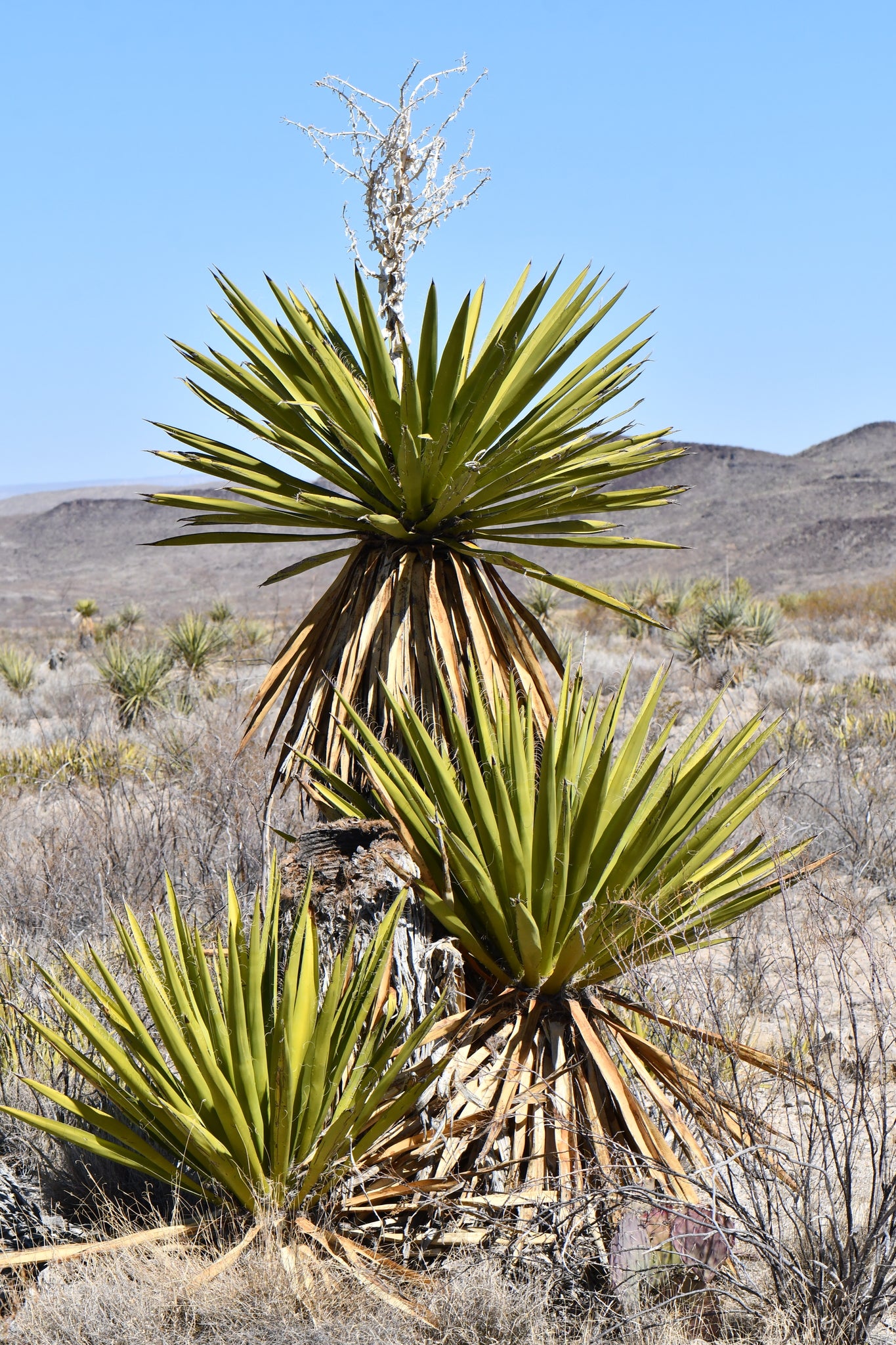 Yucca Bolo