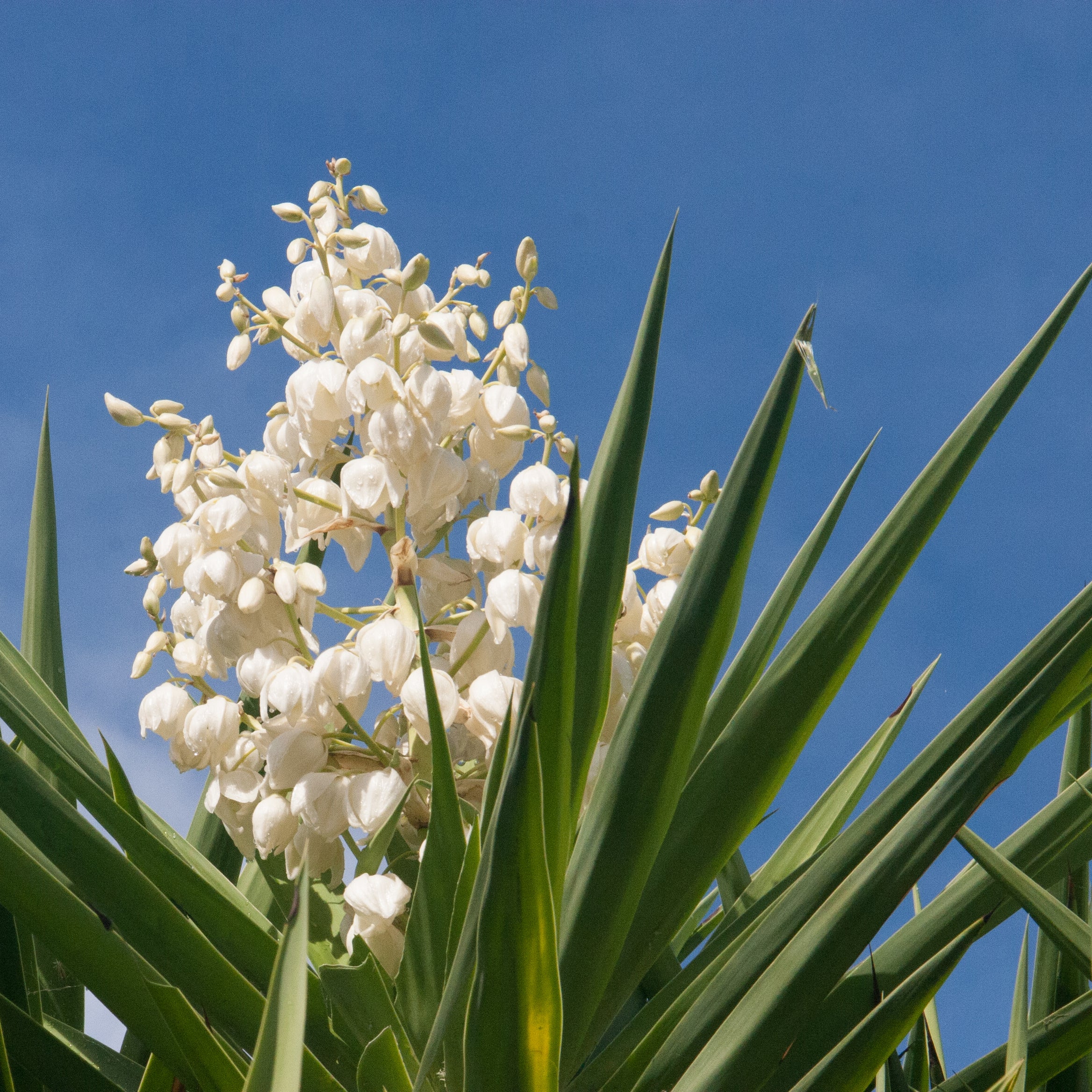 Yucca Earrings